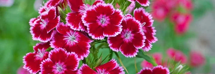 Bunte Nelkenblüten in Nahaufnahme.